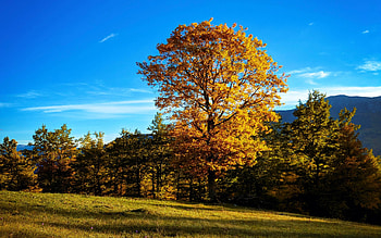 Fall in full color Montenegro, autumn, trees, landscape, leaves, hills HD wallpaper