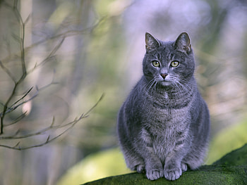 Animals, Sit, Cat, Striped, Grey, Fat, Thick HD wallpaper