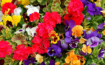 Flowers, Pansies, Bright, Lot, Different, Geranium HD wallpaper