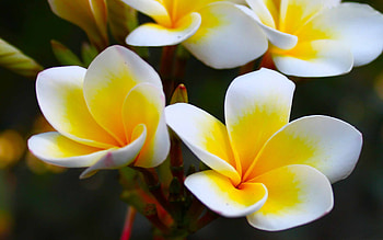 Frangipani yellow , MacBook Air beauty, Stunning background, Scenic ry HD wallpaper