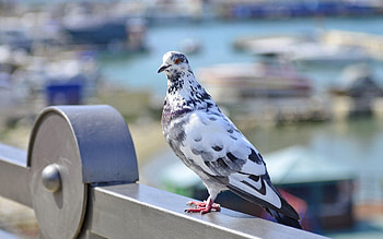 Animals, Bird, Sit, Spotted, Spotty, Dove HD wallpaper