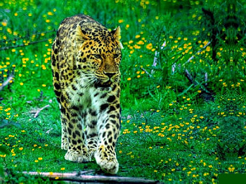 Panther in Green, beautiful, in green, , panther HD wallpaper