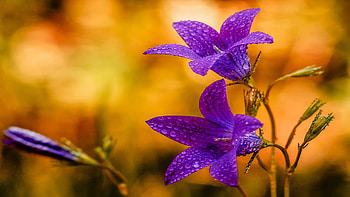 Bluebells, petals, blossoms, plant, buds, waterdrops, garden, spring HD wallpaper