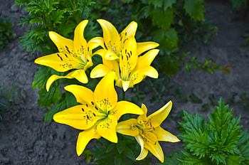 Flowers, Lilies, Flower Bed, Flowerbed HD wallpaper