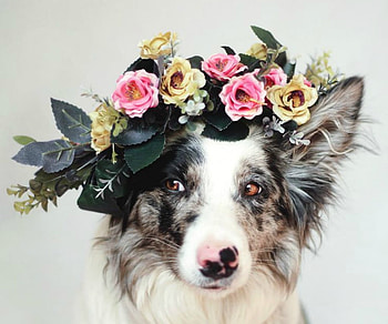 Just being pretty, dog, animal, white, black, rose, puppy, pink, flower, border collie, yellow, australian shepherd, martyna ozog, caine, wreath HD wallpaper