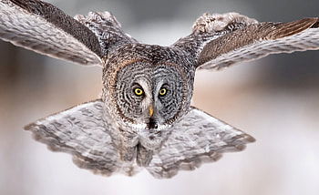 Owl, flight, animal, bird HD wallpaper