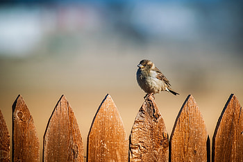 Animals, Sky, Bird, Sparrow, Fence HD wallpaper