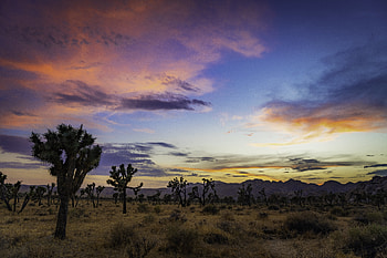 Nature, Trees, Sky, Twilight, Prairie, Dusk, Evening HD wallpaper