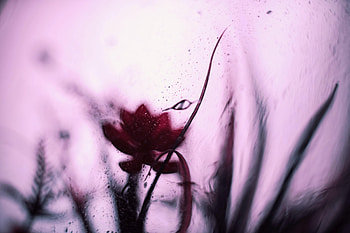 Abstract, Flower, Blur, Smooth, Glass HD wallpaper