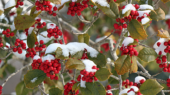 First Snow, berry, graphy, nature HD wallpaper