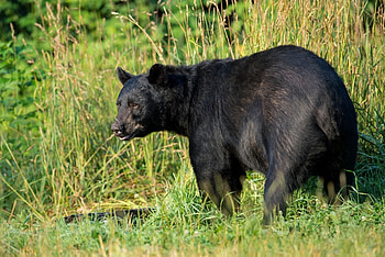 Animals, Grass, Bear, Predator, American Black Bear HD wallpaper