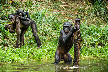Bonobo mating support, Mothers protecting sons, Interfering apes HD wallpaper