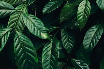 Close-up of lush dark green leaves showcasing intricate foliage texture and natural patterns. HD wallpaper