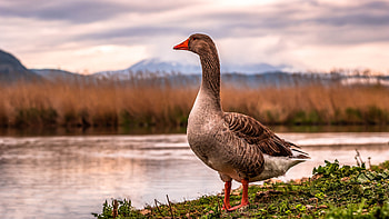 Goose , Christopher Thompson's post, Perfect capture, Nature's marvel HD wallpaper