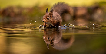 Squirrel, rodent, ANimal, nut HD wallpaper
