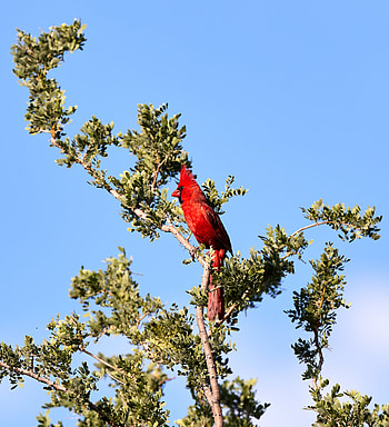 Animals, Bird, Wood, Tree, Branch, Red Cardinal HD phone wallpaper