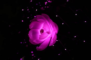 A vibrant pink artificial lotus illuminated against a dark night background. HD wallpaper