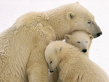 Animals, Bears HD wallpaper