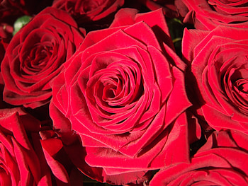 Flowers, Rose Flower, Rose, Petals, Bud, Close-Up HD wallpaper
