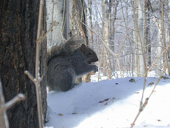I Found Something to Eat, winter, snow, squirrel, tree HD wallpaper