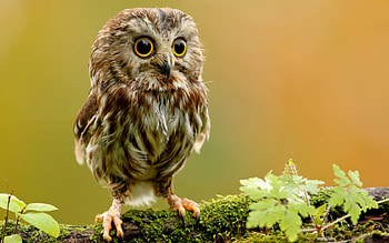 Animals, Birds, Owl HD wallpaper
