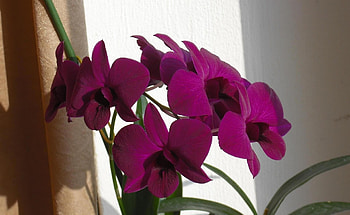 Flowers, Branch, Curtain, Orchids HD wallpaper