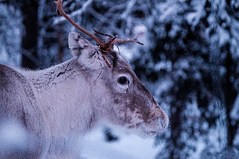 Animals, Muzzle, Eyes, Deer, Horns HD wallpaper