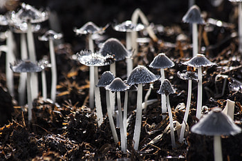 Nature, Mashrooms, Grey, Foliage, Toadstools, Grebe HD wallpaper