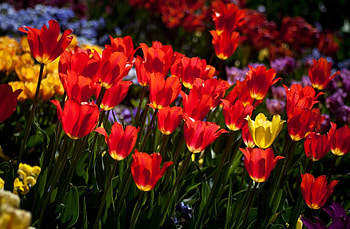 Flowers, Tulips, Flower Bed, Flowerbed, Mood, Sunny HD wallpaper