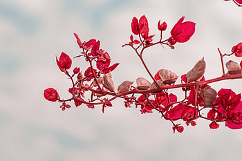 Leaves, Plant, Macro, Close-Up, Branch HD wallpaper
