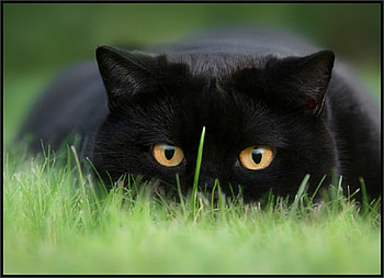 Concentration, animal, eyes, feline, cat, grass, blade, fur, whiskers, ears HD wallpaper