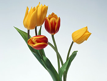 Yellow Flower, beautiful, tulips, environment, leaves, abstract, flower, green, group, yellow, nature HD wallpaper