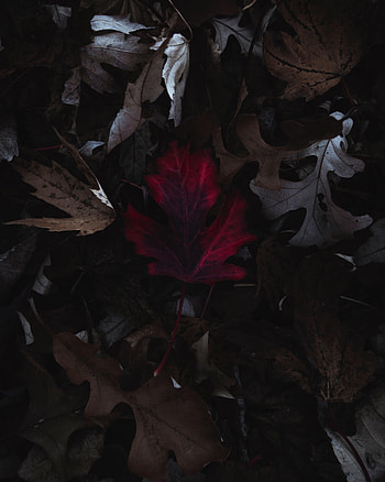 Autumn, Leaves, Macro, Dry HD phone wallpaper