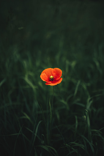 Flowers, Grass, Flower, Petals, Poppy HD phone wallpaper