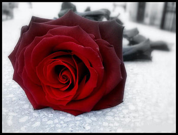 buat kamu Unga:), rose, 3d, flower, red, nature HD wallpaper
