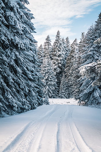 A serene snow-covered path through a winter forest, surrounded by frosty conifer trees. HD phone wallpaper