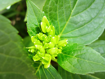 green bud of hydrangea, simple, hydrangea, green, bud HD wallpaper
