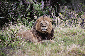 Animals, Grass, Lion, Predator, Animal HD wallpaper