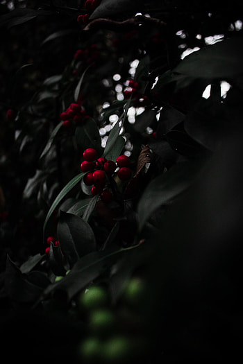 Berries, Plant, Macro, Branch, Rowan HD phone wallpaper
