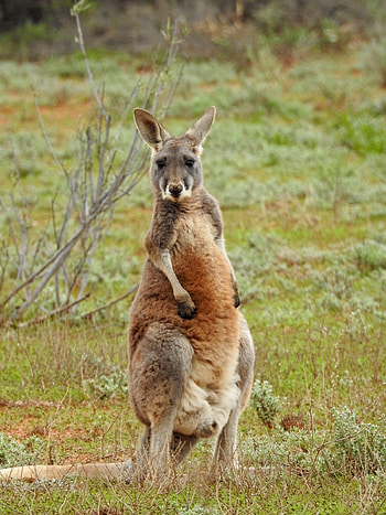 Kangaroo (Animals), Wild animal, Australian jungle, Nature graphy HD phone wallpaper