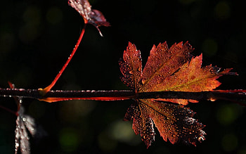 Grass, Leaves, Drops, Macro, Dark, Carved, Branch HD wallpaper