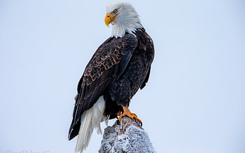 Bald Eagle, background , , Breathtaking view HD wallpaper