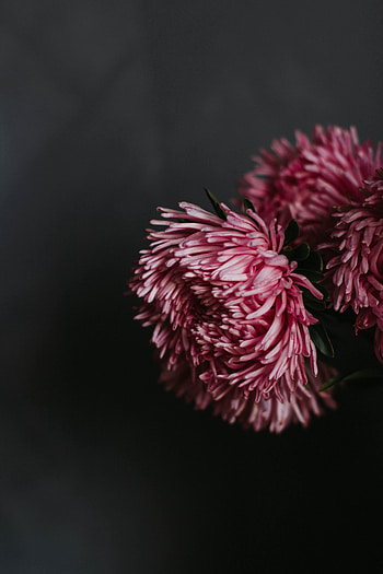 Flowers, pink flowers, Chrysanthemum, fluffy HD phone wallpaper
