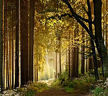 A Light at the end of the Path, rays of light, forest, serenity, path HD wallpaper