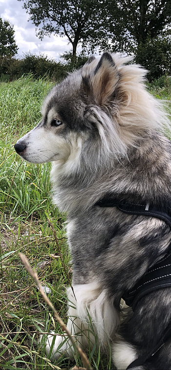 Odd-eyed alusky, Alaskan malamute-husky mix, Rescue dog, Spitz breed HD phone wallpaper