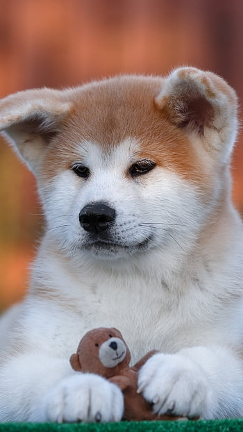 baby animal, puppy, dog, Animal HD phone wallpaper