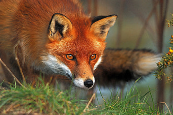Animals, Grass, Fox, Fluffy, Eyes HD wallpaper