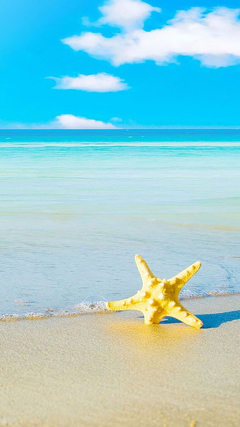 Star fish, beach, , summer HD phone wallpaper