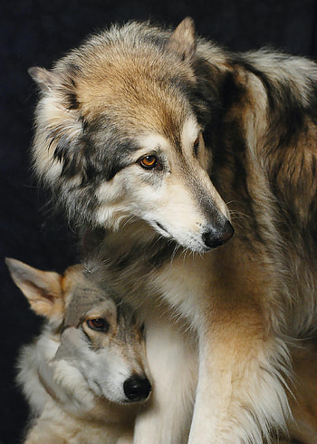 Animals, Wolfs, Predator, Sight, Opinion, Animal HD phone wallpaper