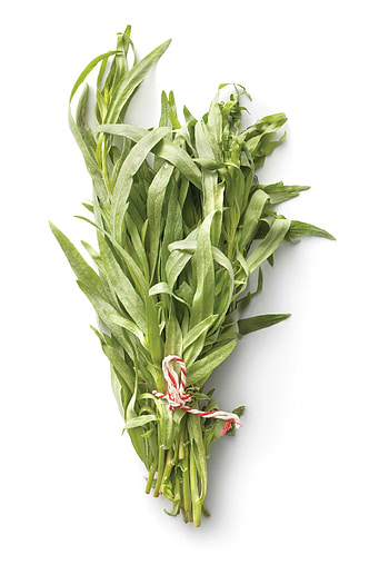 Tarragon herb, Herb flowers plants, Flowers plants herbs, Pinterest HD phone wallpaper